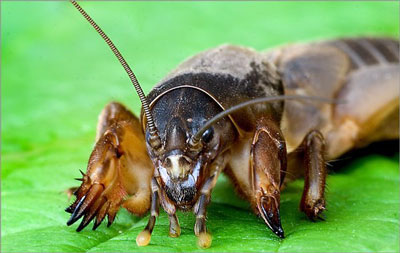 두더지 귀뚜라미: 사진과 설명, 대처법