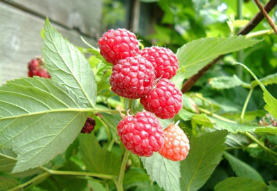 봄철 라즈베리 수확량 증가를 위한 관리 방법