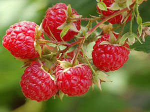 봄철 라즈베리 수확량 증가를 위한 관리 방법