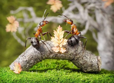 정원에서 개미를 제어하는 ​​방법