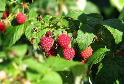 봄철 라즈베리 수확량 증가를 위한 관리 방법