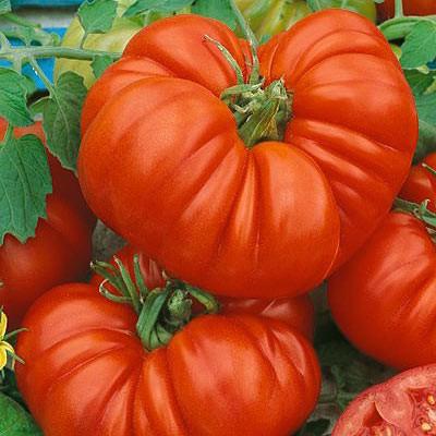 토마토 "카디널": 품종의 특성 및 설명