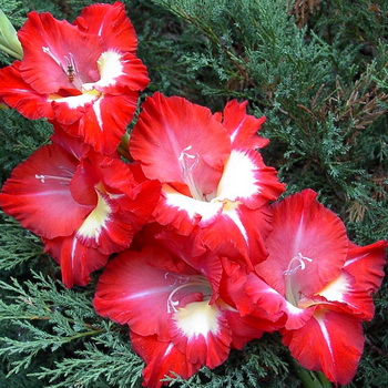 겨울 보관 후 글라디올러스를 언제 꺼내야 하나요?