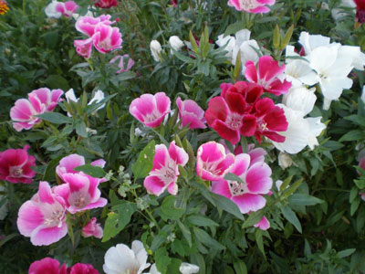 고데티아: 재배