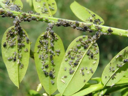 건포도에 있는 진딧물: