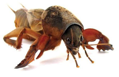 두더지 귀뚜라미: 사진과 설명, 대처법