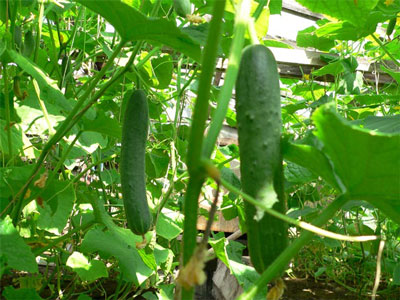 폴리카보네이트 온실에서 오이 재배