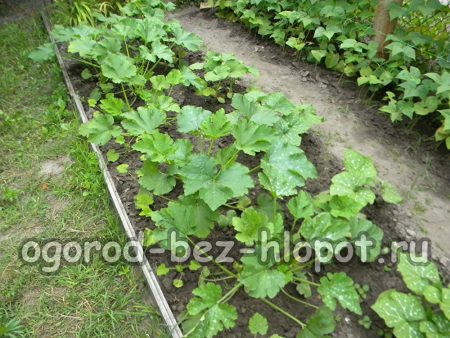 열린 땅의 호박