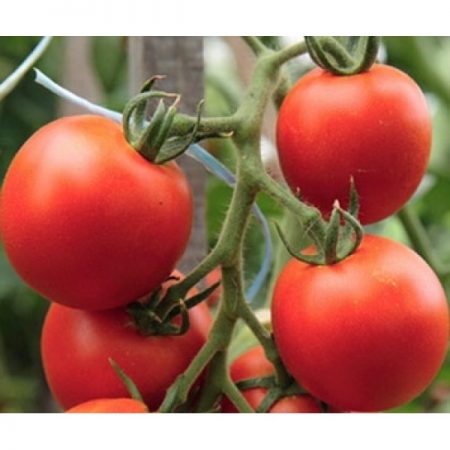 토마토 "다흐닉": 리뷰, 사진