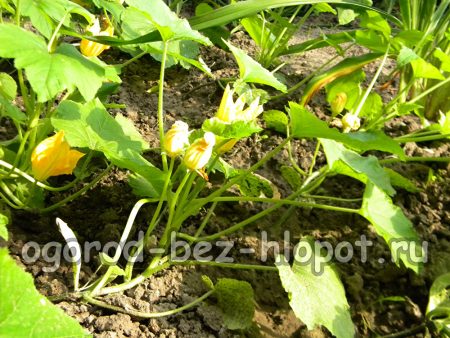 꽃이 피는 호박