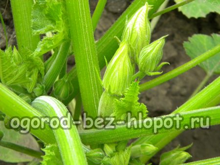 호박 난소 형성