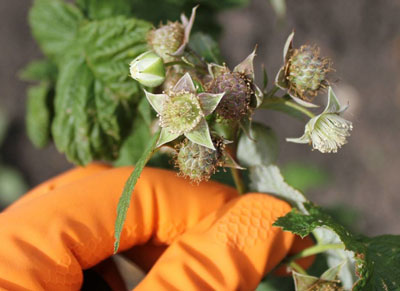 봄철 라즈베리 수확량 증가를 위한 관리 방법