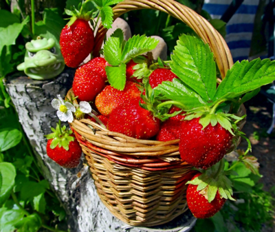 봄철 딸기 수확량 늘리는 방법