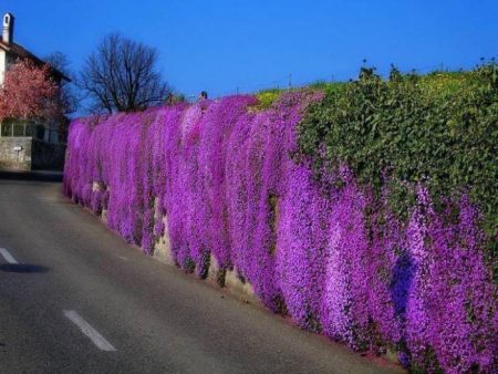 오브리에타: 성장