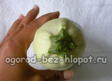 야외에서 호박을 재배하는 방법