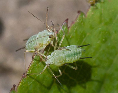 나무에 있는 진딧물을 없애는 방법