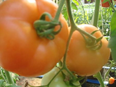 토마토 "블라고베스트": 리뷰, 사진