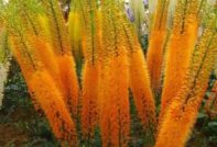 에레무루스 심기 및 관리