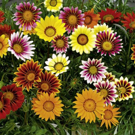 가자니아: 성장 중