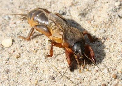 두더지 귀뚜라미: 사진과 설명, 대처법