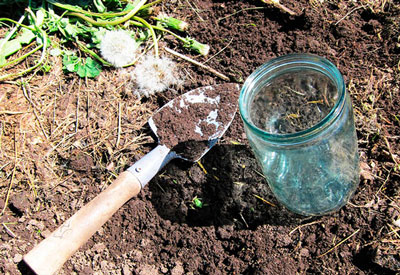 두더지 귀뚜라미: 사진과 설명, 대처법