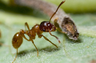 정원에서 개미를 없애는 방법