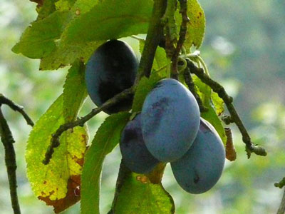 매실에 생기는 진딧물: 어떻게 퇴치하고 어떤 약으로 치료해야 할까?