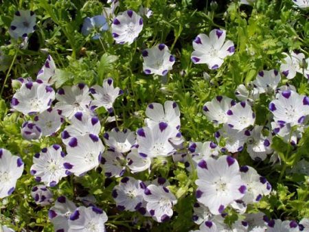 네모필라: 성장