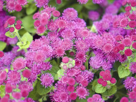 Ageratum: 성장