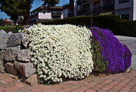 아라비스 심기 및 관리