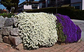 아라비스 심기 및 관리