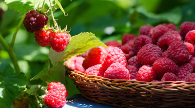 봄철 라즈베리 수확량 증가를 위한 관리 방법