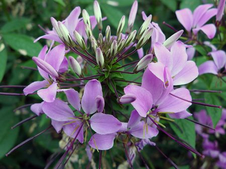 클레오메: 씨앗에서 자라다