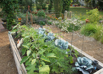 정원이나 채소밭에 양파 껍질을 바르는 방법