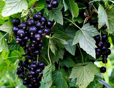 건포도에 있는 진딧물을 없애는 방법