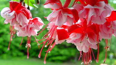 여름 내내 피는 화단용 꽃: 사진과 이름