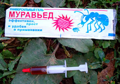 정원에서 개미를 없애는 방법