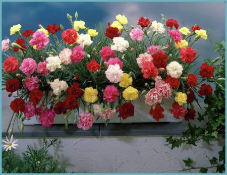 터키 정원 카네이션: 심기 및 관리, 사진