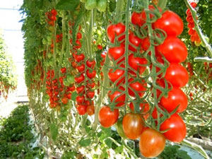 폴리카보네이트 온실에서 토마토 재배