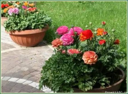 라넌큘러스: 심기