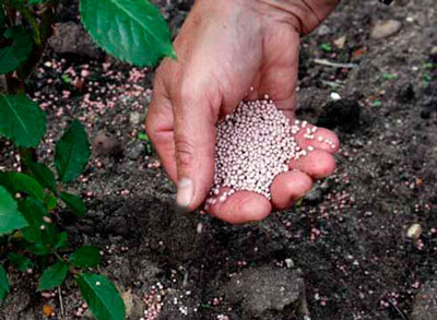 토마토를 심을 때 어떤 비료를 사용해야 합니까?