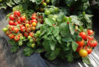 어떤 종류의 토마토가 키가 작고 생산성이 높습니까?