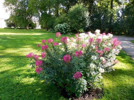 클레오메: 성장하다