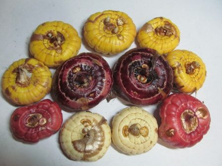 겨울 보관 후 글라디올러스를 언제 꺼내야 하나요?