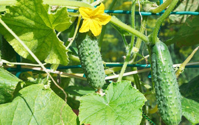 폴리카보네이트 온실에서 오이 재배