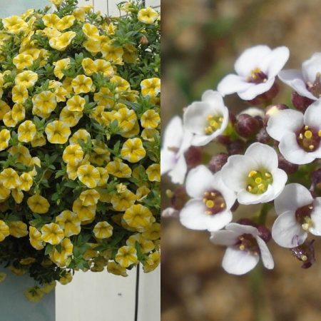 Lobularia: 씨앗에서 자라다