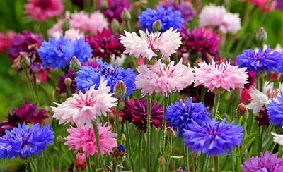 여름 내내 피는 화단용 꽃: 사진과 이름