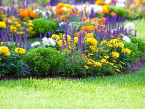 여름 내내 피는 화단용 꽃: 사진과 이름