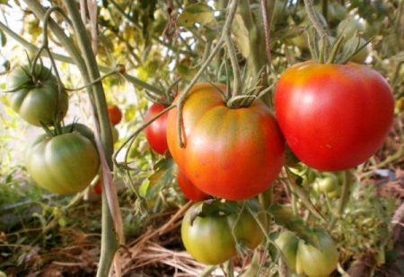 토마토 "우주비행사 볼코프": 리뷰