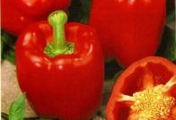 열린 땅에 심는 고추 씨앗